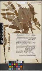Foto von Salix dasyclados Wimm.